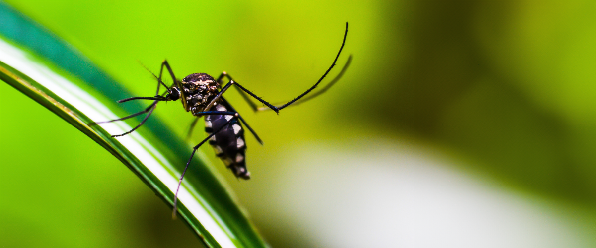 Mosquito on a leaf