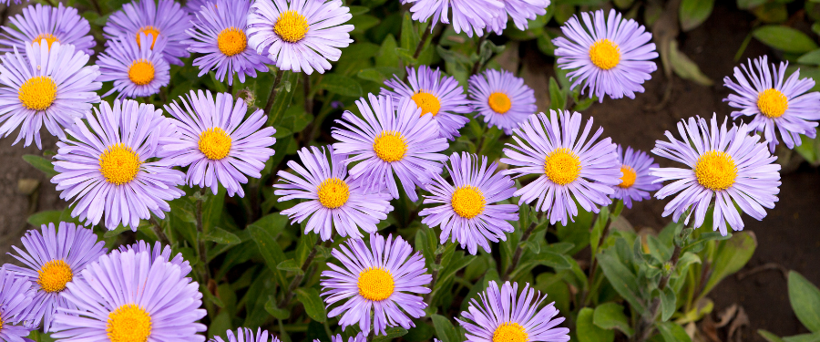 Aster flowers